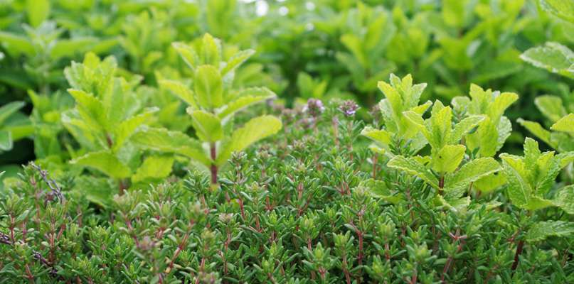 plantes-aromatiques plantes-aromatiques