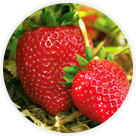 Fraises
