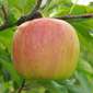 Cueillette du Paradisvogel Pinkgold (Leratess)