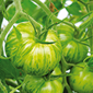 Cueillette du Paradisvogel Tomate Green Zebra